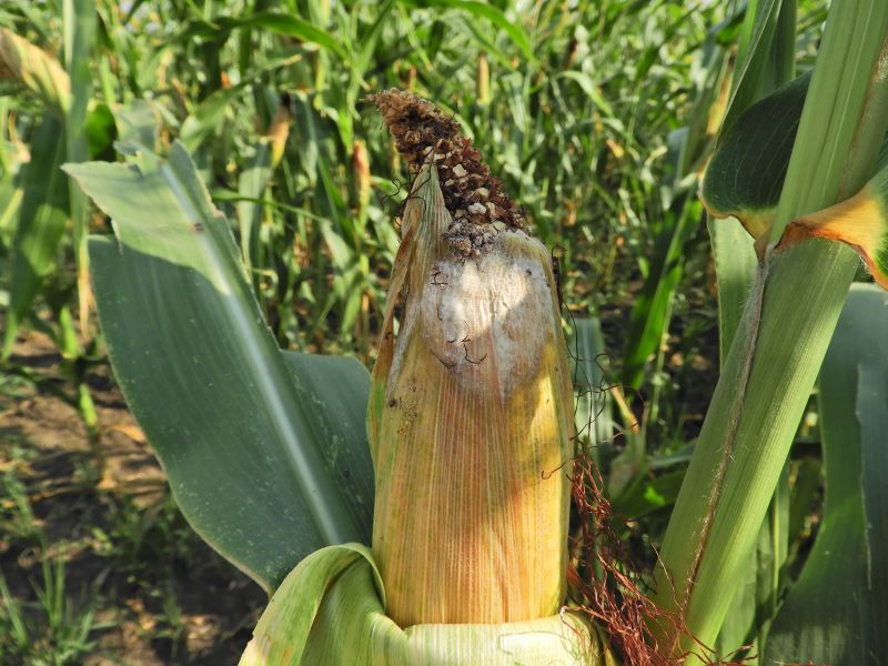 Fuz&aacute;riumos pen&eacute;szgyep a csuh&eacute;lev&eacute;len