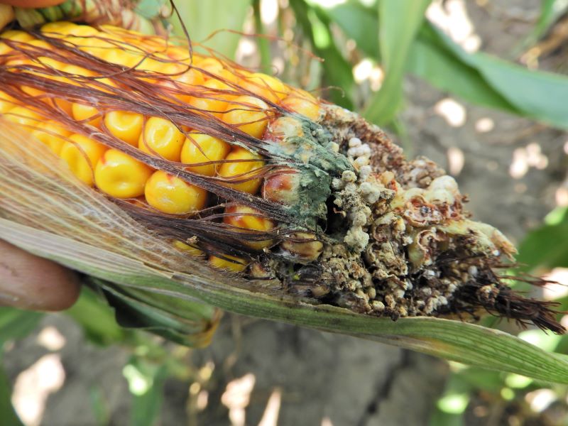 Penicilliumos csőfertőz&eacute;s t&uuml;nete, a sz&uuml;rk&eacute;sk&eacute;k pen&eacute;szgyep