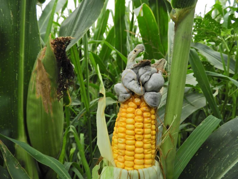 Golyv&aacute;s&uuml;sz&ouml;g a kukoricacs&ouml;v&ouml;n