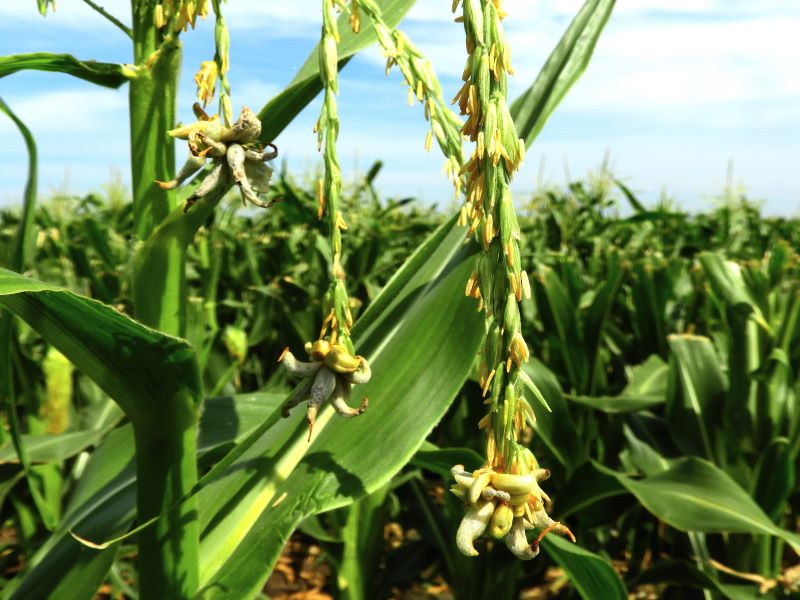 Golyv&aacute;s&uuml;sz&ouml;g t&uuml;netei a c&iacute;meren