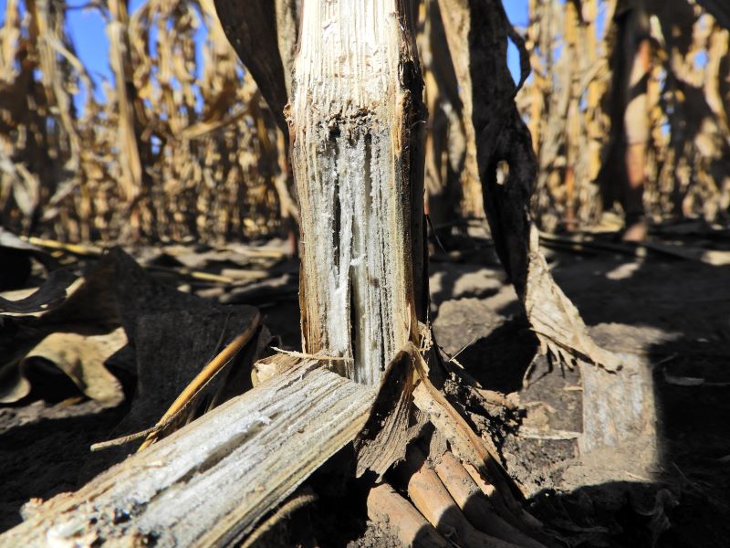 A sz&uuml;rke b&eacute;lsz&ouml;vet a makrofomin&aacute;s fertőz&eacute;s jellegzetes t&uuml;nete