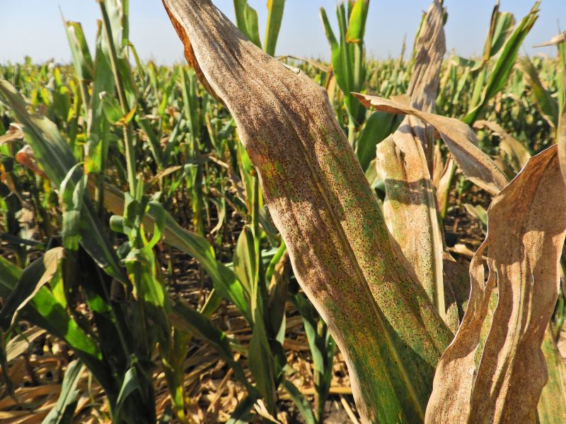 Kukoricarozsda fertőz&eacute;sem miatti lev&eacute;lsz&aacute;rad&aacute;s