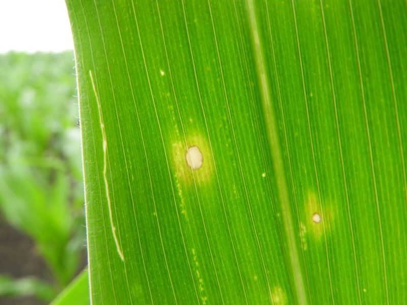 Kabatiell&aacute;s szemfoltoss&aacute;g t&uuml;nete a lev&eacute;len