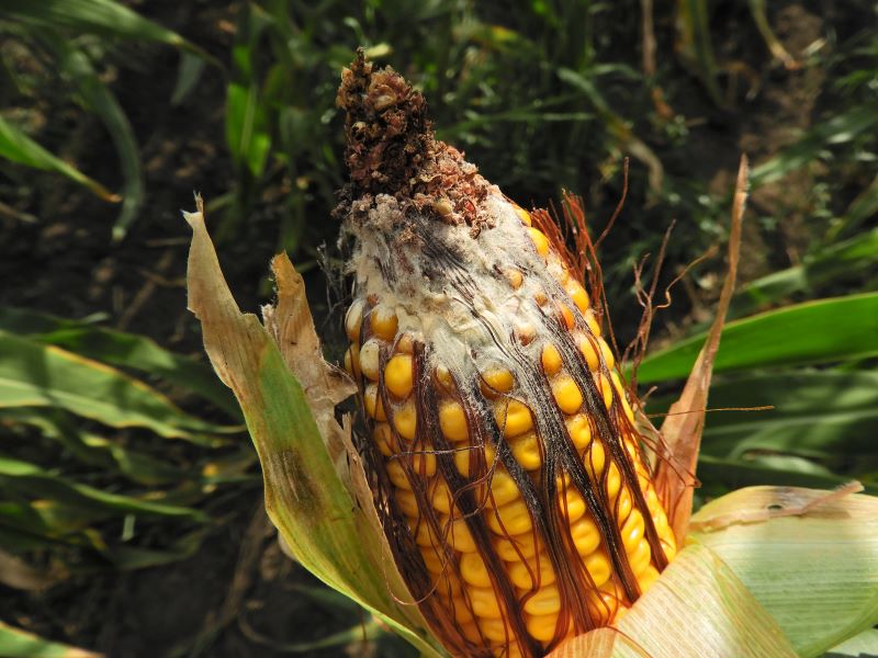 Kiterjedt, vil&aacute;gos sz&iacute;nű pen&eacute;szgyep, a fuz&aacute;riumos fertőz&eacute;s t&uuml;nete