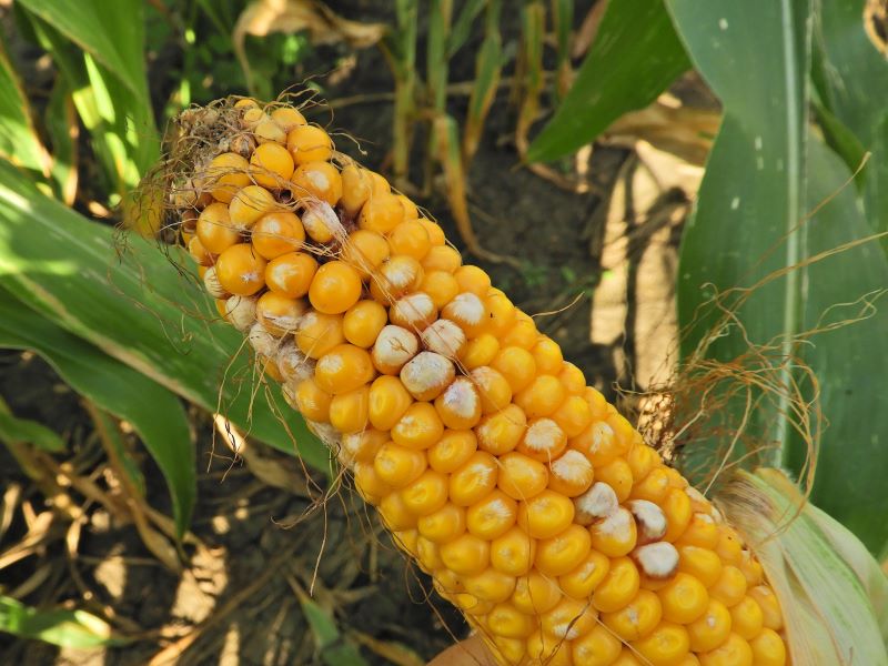 A kukorica betegs&eacute;gei - gomb&aacute;s betegs&eacute;gek k&eacute;pekkel