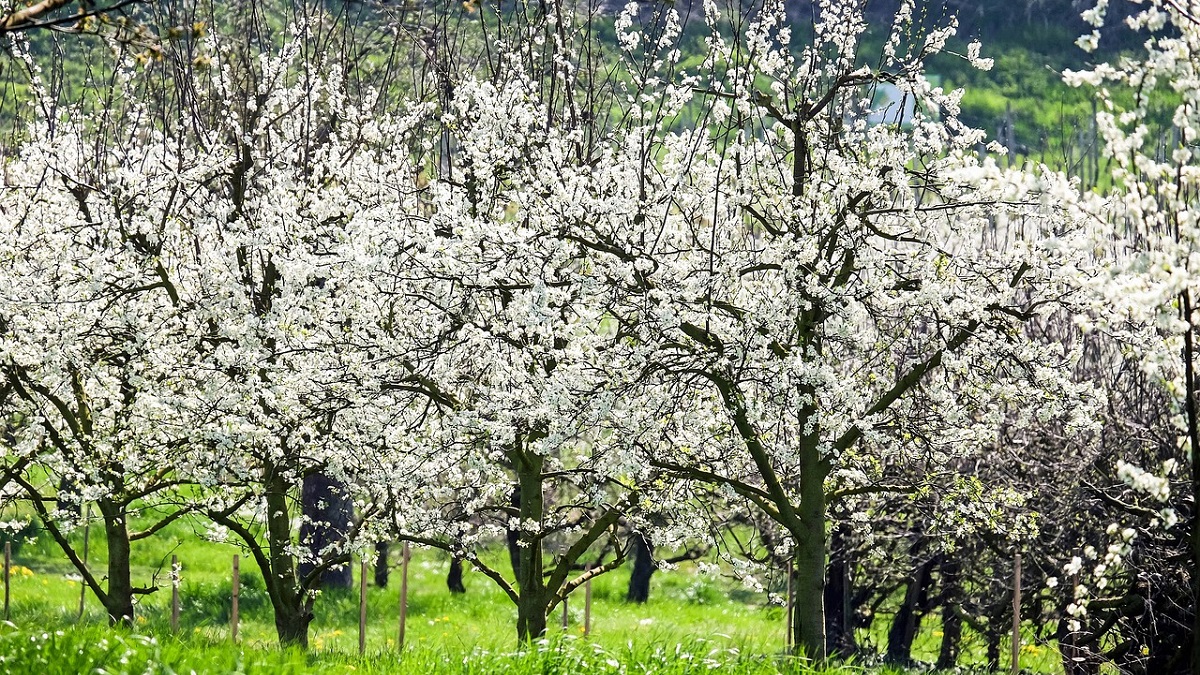 A cseresznyefa metszése