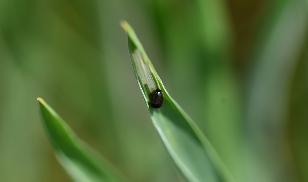 A KITE REVANS csomagja a kal&aacute;szosk&aacute;ros&iacute;t&oacute;k ellen!