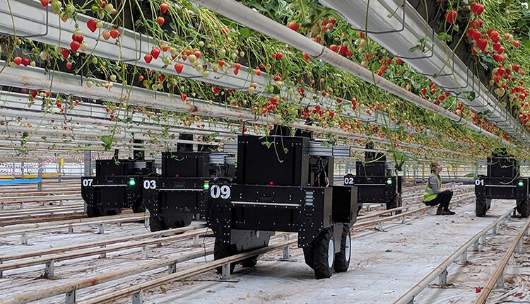 &bdquo;Az &eacute;v agr&aacute;rrobotja 2024&rdquo;