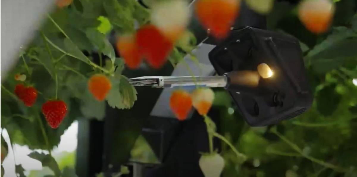 &bdquo;Az &eacute;v agr&aacute;rrobotja 2024&rdquo;