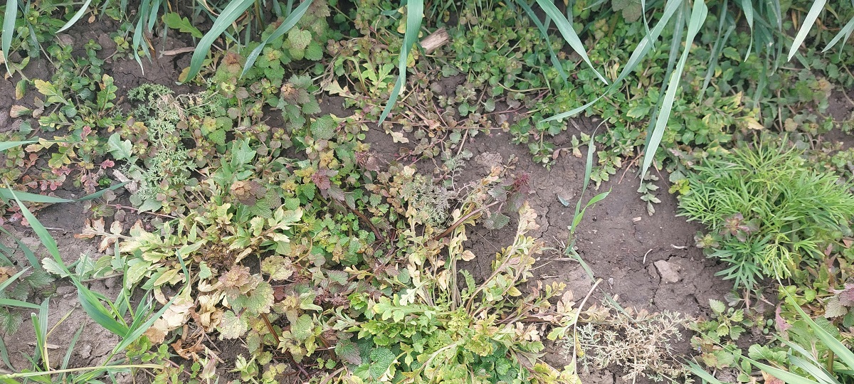 BuXa csomag &ndash; P&eacute;nzt&aacute;rcak&iacute;m&eacute;lő megold&aacute;s kal&aacute;szosokban