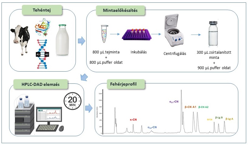 Az MTKI Kft. sikeres innov&aacute;ci&oacute;ja seg&iacute;ti a tej feh&eacute;rjefrakci&oacute;inak gyors &eacute;s hat&eacute;kony sz&eacute;tv&aacute;laszt&aacute;s&aacute;t