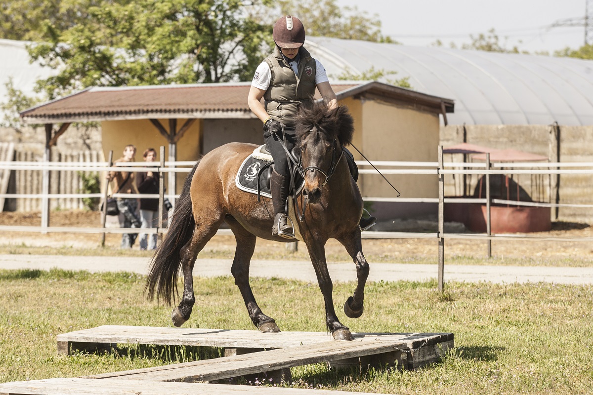 &Ouml;sv&eacute;nyen a hucul &ndash; Avagy egy kiv&aacute;l&oacute; fajta lehetős&eacute;gei a teny&eacute;szt&eacute;sben, p&aacute;ly&aacute;n &eacute;s terepen