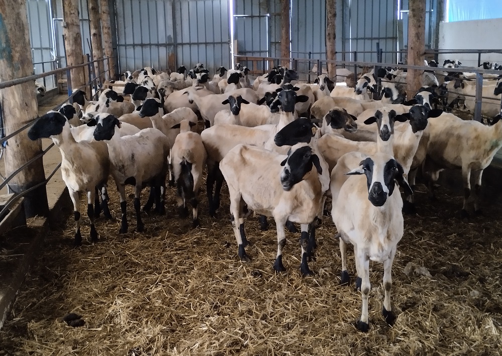 Így állhat talpra egy természeti katasztrófa után a görög mezőgazdaság