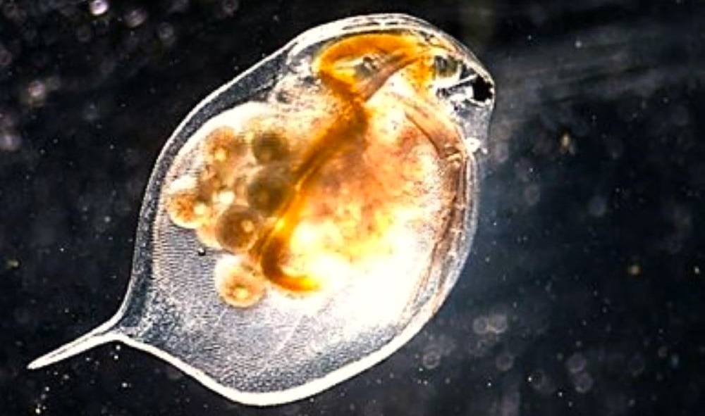 A vizek s&oacute;tartalm&aacute;nak n&ouml;veked&eacute;se evol&uacute;ci&oacute;s v&aacute;ltoz&aacute;sra k&eacute;nyszer&iacute;ti a planktonikus szervezeteket