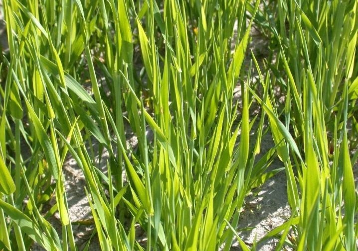 Miért kell a kén? – Legyél profi a búza nitrogén- és kéntrágyázásában!