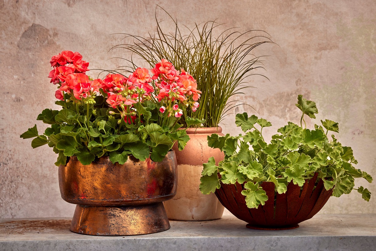 Sz&eacute;ps&eacute;g a t&ouml;k&eacute;letlens&eacute;gben: &iacute;gy dekor&aacute;lj musk&aacute;tlival!