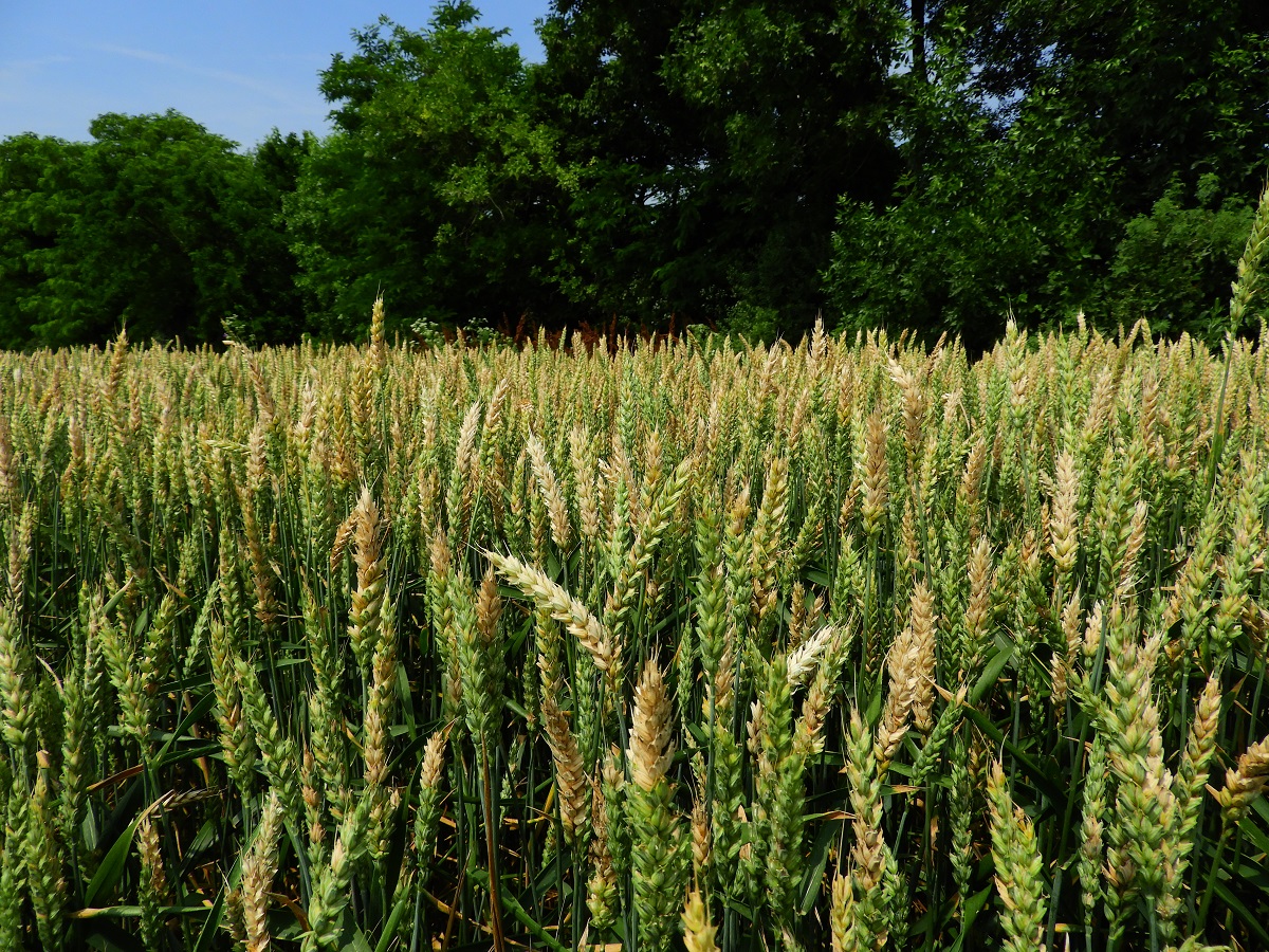 Kal&aacute;szfuz&aacute;ri&oacute;zis, kal&aacute;szv&eacute;delem