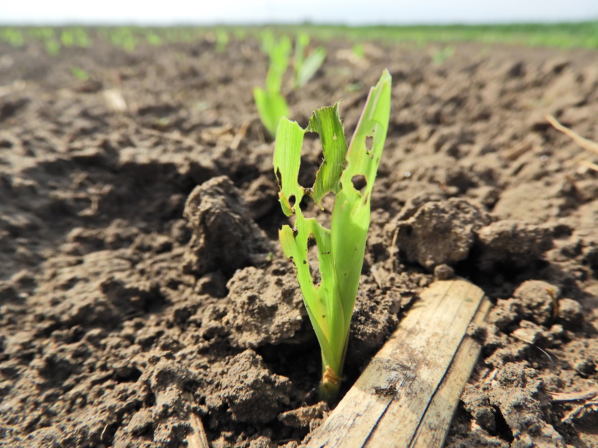 Kap&aacute;s kult&uacute;r&aacute;ink fiatalkori k&aacute;rtevői