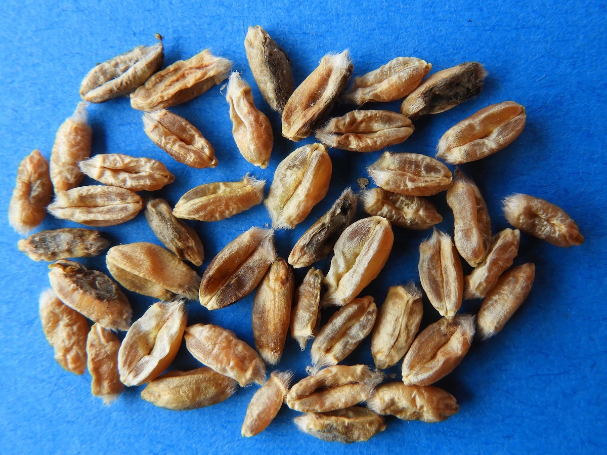 Kal&aacute;szfuz&aacute;ri&oacute;zis, kal&aacute;szv&eacute;delem