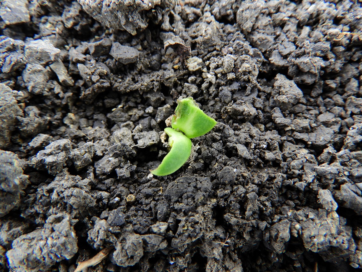 Kap&aacute;s kult&uacute;r&aacute;ink fiatalkori k&aacute;rtevői