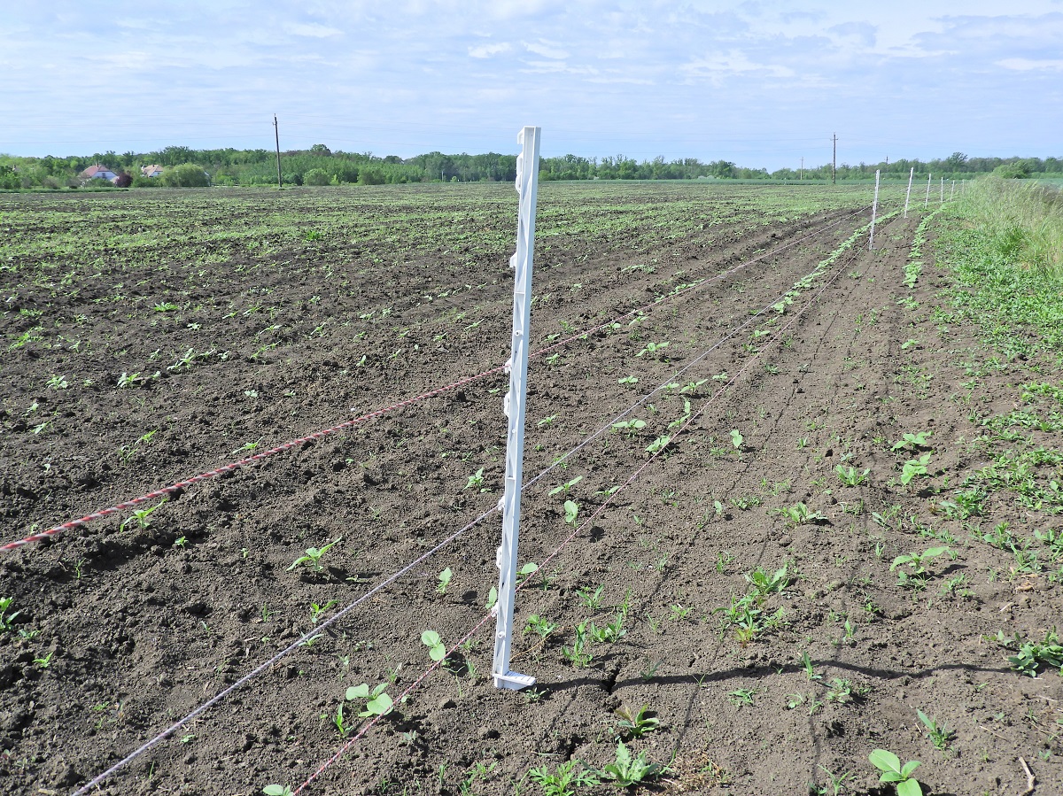 Kap&aacute;s kult&uacute;r&aacute;ink fiatalkori k&aacute;rtevői
