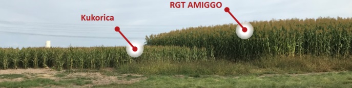 Perspektivikus v&iacute;zgazd&aacute;lkod&aacute;s nagy term&eacute;s&eacute;rt &eacute;s feh&eacute;rjetartalom&eacute;rt