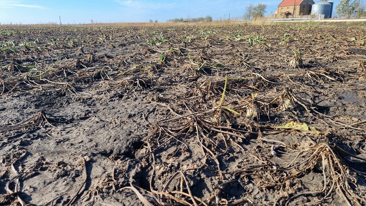 Talajb&oacute;l t&aacute;mad&oacute; &uacute;j k&oacute;rokoz&oacute;k