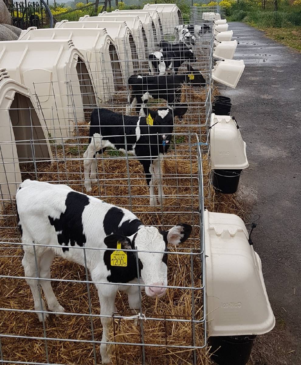 T&eacute;nyek &eacute;s tendenci&aacute;k a szarvasmarh&aacute;k embri&oacute;-&aacute;t&uuml;ltet&eacute;s&eacute;ben  &ndash; Vil&aacute;gszerte t&ouml;bb ut&oacute;d a lombikb&oacute;l