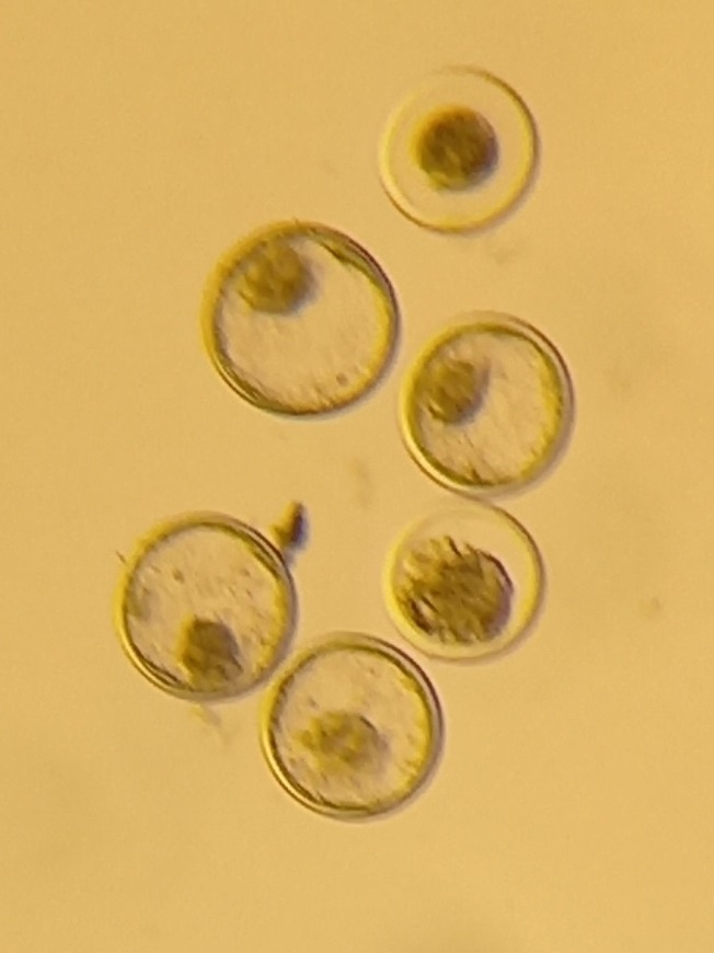 T&eacute;nyek &eacute;s tendenci&aacute;k a szarvasmarh&aacute;k embri&oacute;-&aacute;t&uuml;ltet&eacute;s&eacute;ben  &ndash; Vil&aacute;gszerte t&ouml;bb ut&oacute;d a lombikb&oacute;l