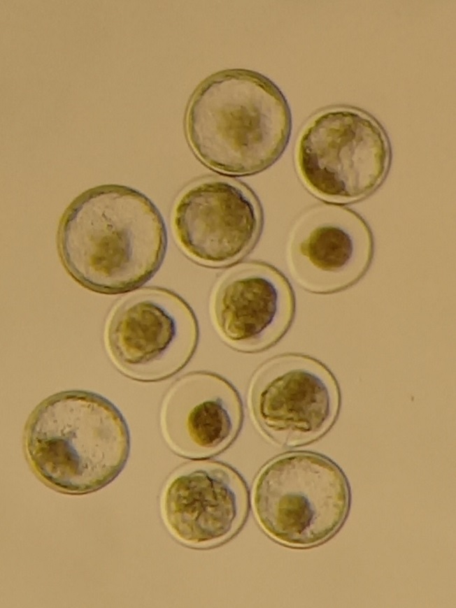 T&eacute;nyek &eacute;s tendenci&aacute;k a szarvasmarh&aacute;k embri&oacute;-&aacute;t&uuml;ltet&eacute;s&eacute;ben  &ndash; Vil&aacute;gszerte t&ouml;bb ut&oacute;d a lombikb&oacute;l