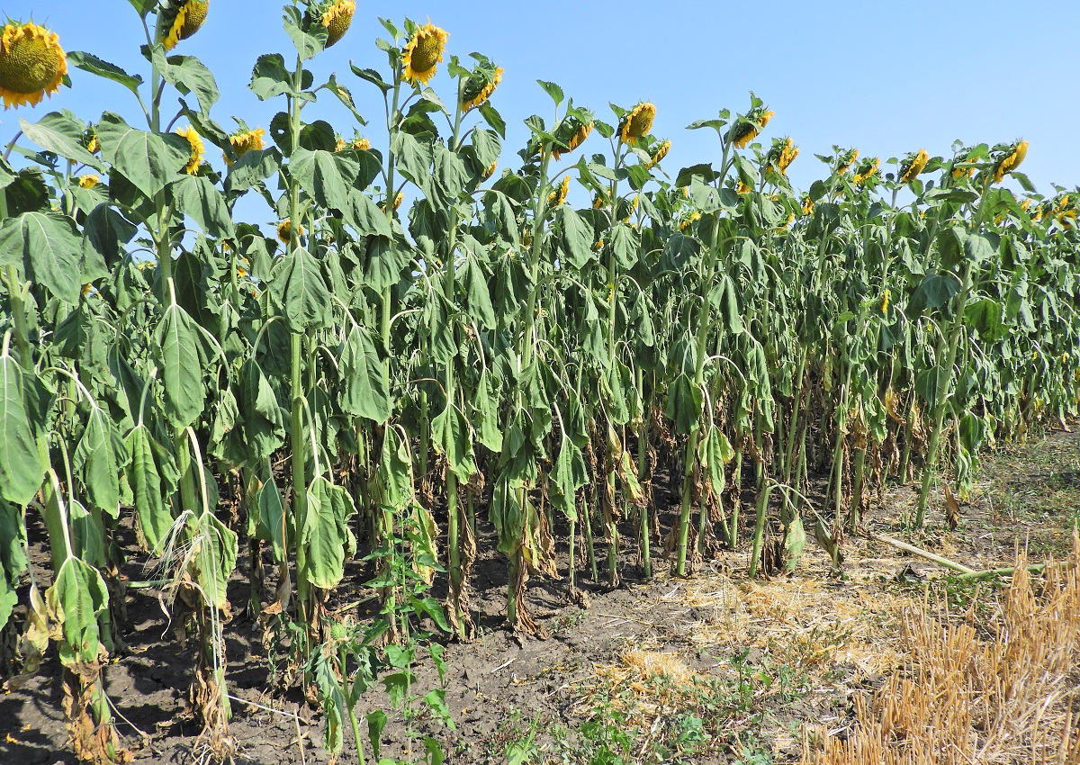 &Aacute;talakul&oacute; erősorrend a napraforg&oacute; gombabetegs&eacute;gein&eacute;l &ndash; Megfelelő technol&oacute;gia &eacute;s k&eacute;sz&iacute;tm&eacute;ny, valamint az időz&iacute;t&eacute;s fontoss&aacute;ga