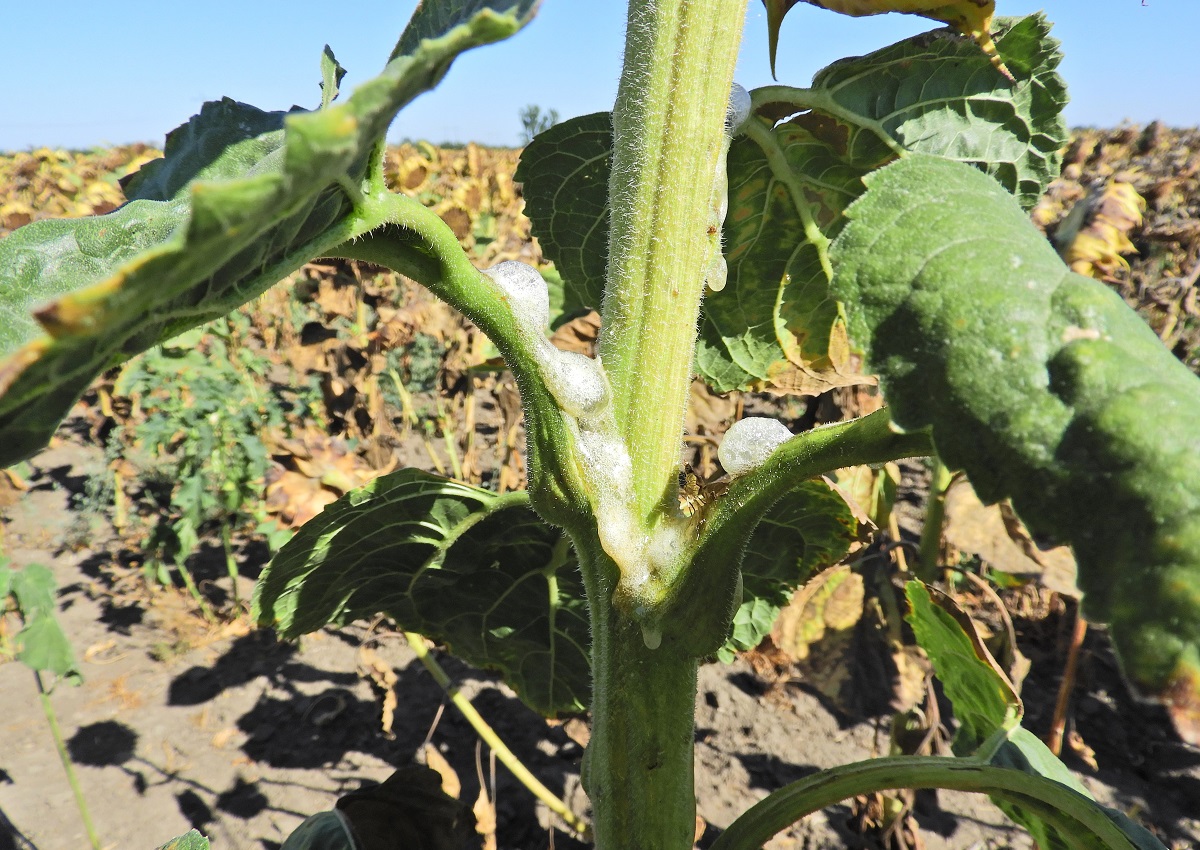 &Aacute;talakul&oacute; erősorrend a napraforg&oacute; gombabetegs&eacute;gein&eacute;l &ndash; Megfelelő technol&oacute;gia &eacute;s k&eacute;sz&iacute;tm&eacute;ny, valamint az időz&iacute;t&eacute;s fontoss&aacute;ga