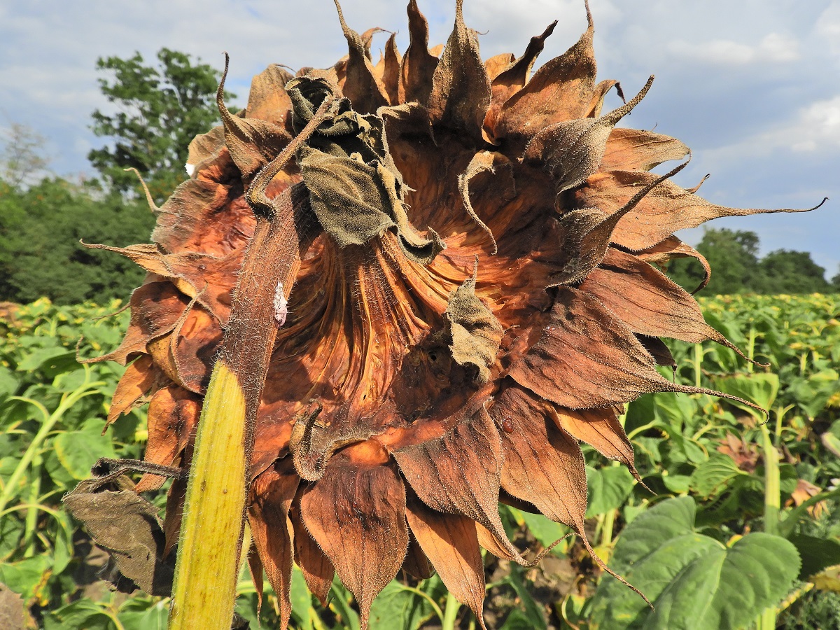 &Aacute;talakul&oacute; erősorrend a napraforg&oacute; gombabetegs&eacute;gein&eacute;l &ndash; Megfelelő technol&oacute;gia &eacute;s k&eacute;sz&iacute;tm&eacute;ny, valamint az időz&iacute;t&eacute;s fontoss&aacute;ga
