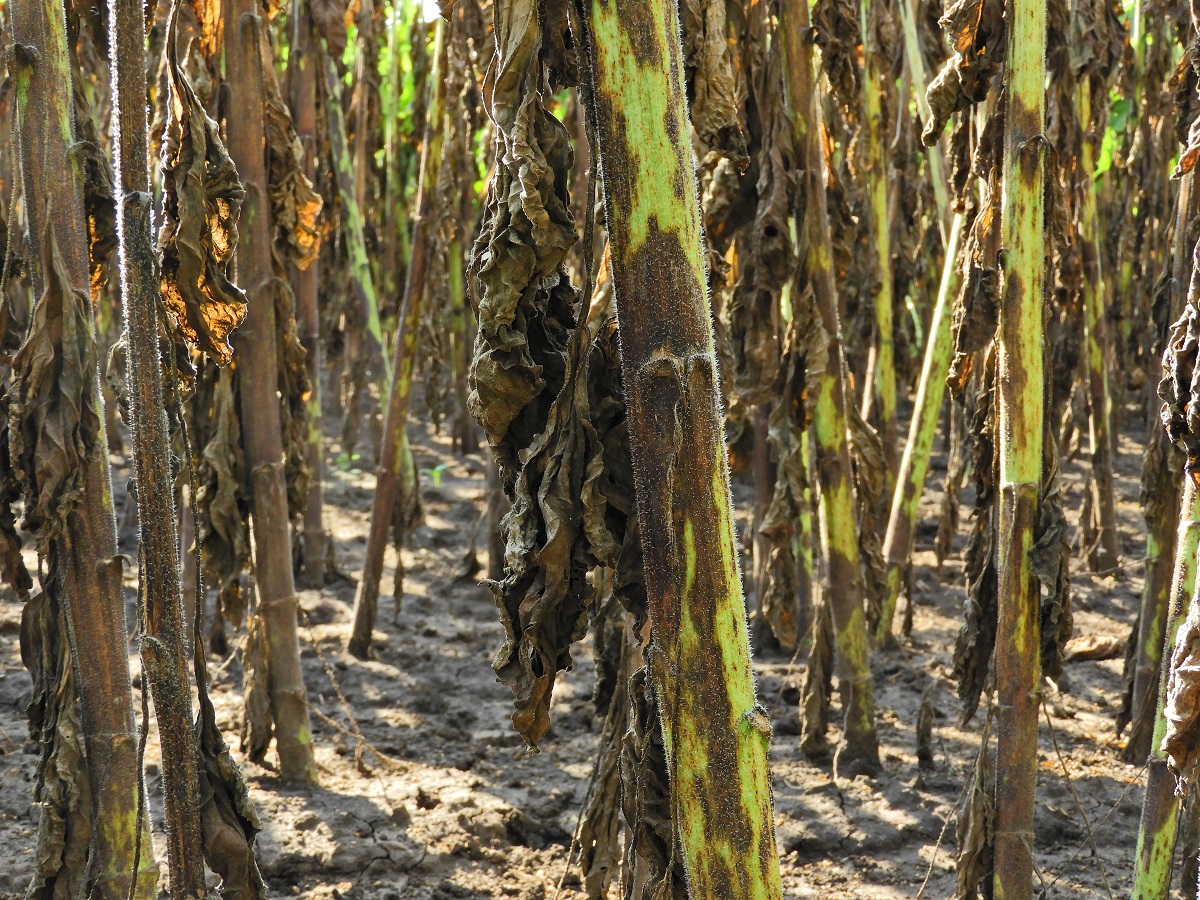 &Aacute;talakul&oacute; erősorrend a napraforg&oacute; gombabetegs&eacute;gein&eacute;l &ndash; Megfelelő technol&oacute;gia &eacute;s k&eacute;sz&iacute;tm&eacute;ny, valamint az időz&iacute;t&eacute;s fontoss&aacute;ga