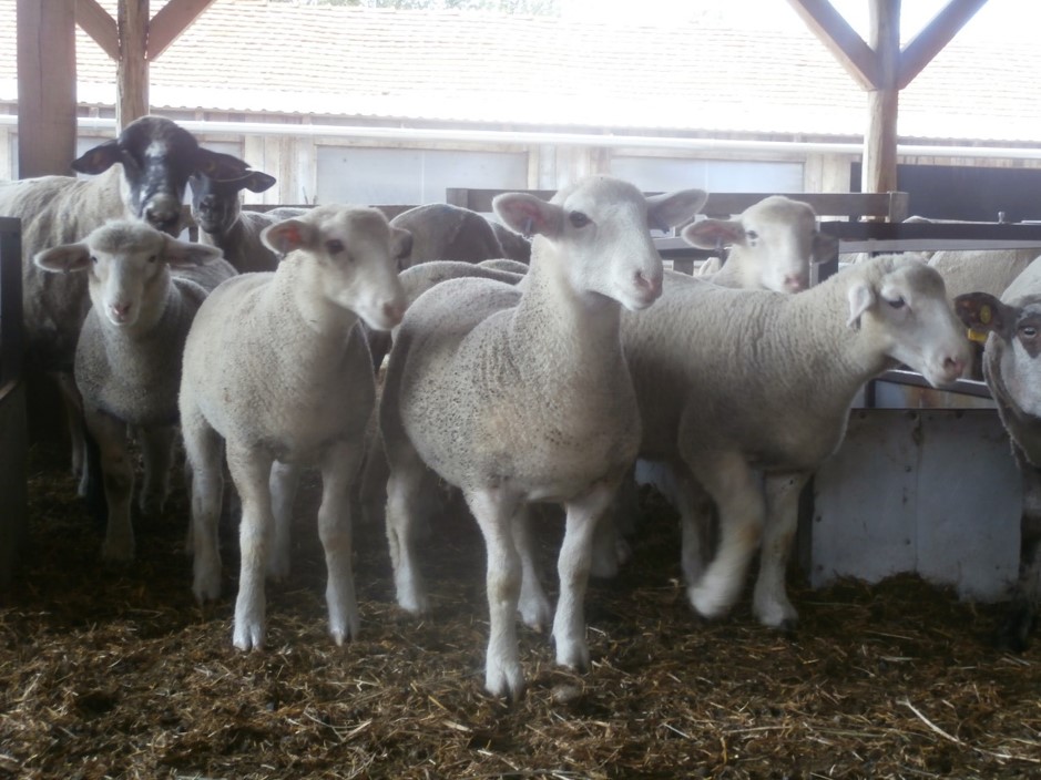 Assziszt&aacute;lt biotechnika haszon&aacute;llatokban &ndash; Kisk&eacute;rődzők &eacute;s lovak sz&aacute;m&aacute;ra is el&eacute;rhető