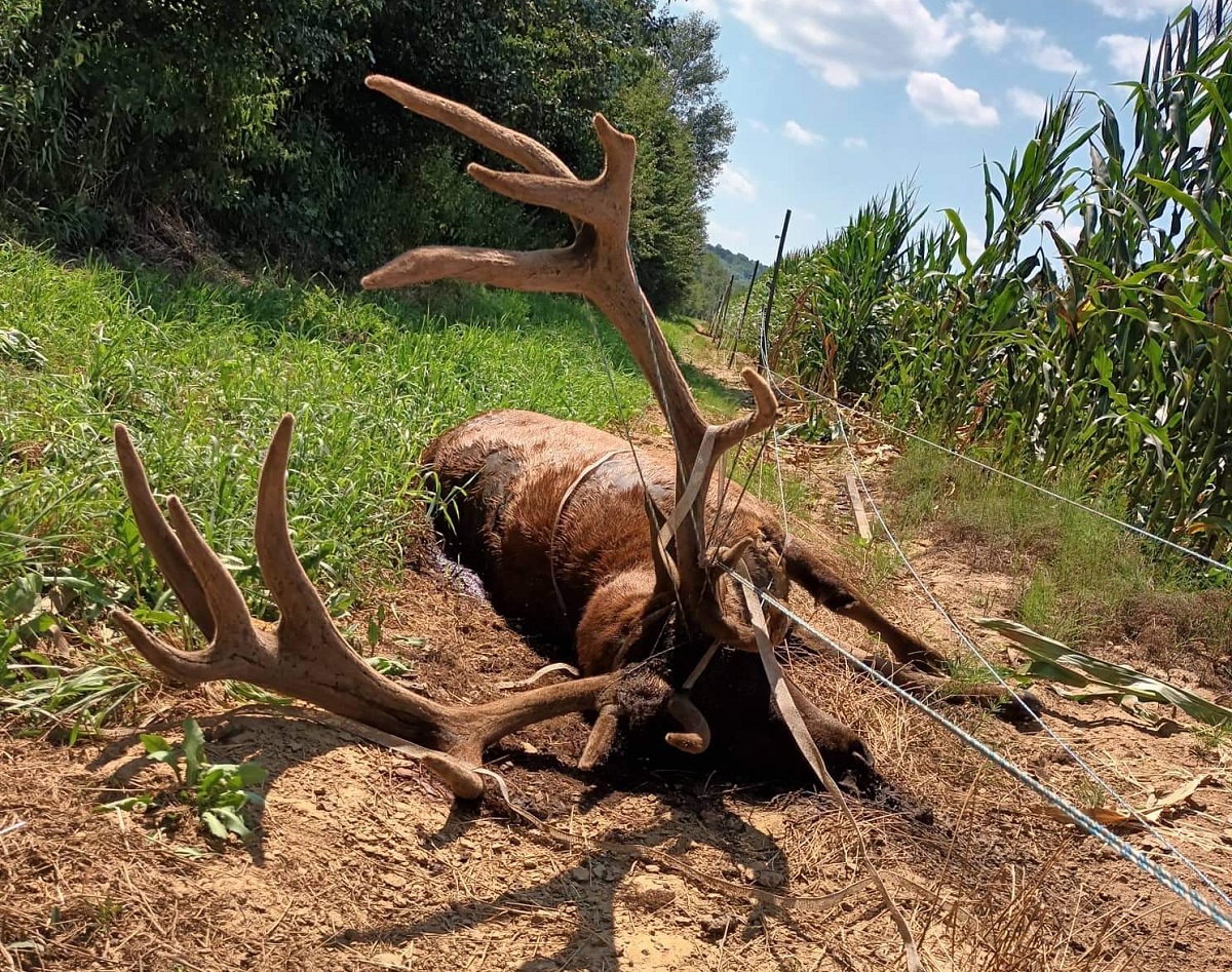 A sokarcú vadkár – Problémák és megoldások (1. Rész)