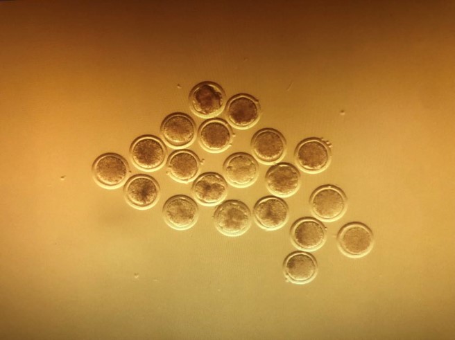 Assziszt&aacute;lt biotechnika haszon&aacute;llatokban &ndash; Kisk&eacute;rődzők &eacute;s lovak sz&aacute;m&aacute;ra is el&eacute;rhető