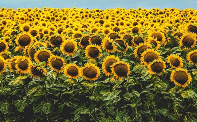 &Aacute;talakul&oacute; erősorrend a napraforg&oacute; gombabetegs&eacute;gein&eacute;l &ndash; Megfelelő technol&oacute;gia &eacute;s k&eacute;sz&iacute;tm&eacute;ny, valamint az időz&iacute;t&eacute;s fontoss&aacute;ga