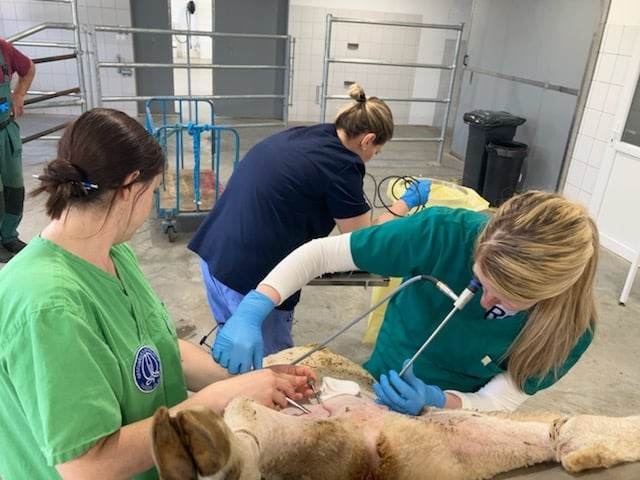 Assziszt&aacute;lt biotechnika haszon&aacute;llatokban &ndash; Kisk&eacute;rődzők &eacute;s lovak sz&aacute;m&aacute;ra is el&eacute;rhető