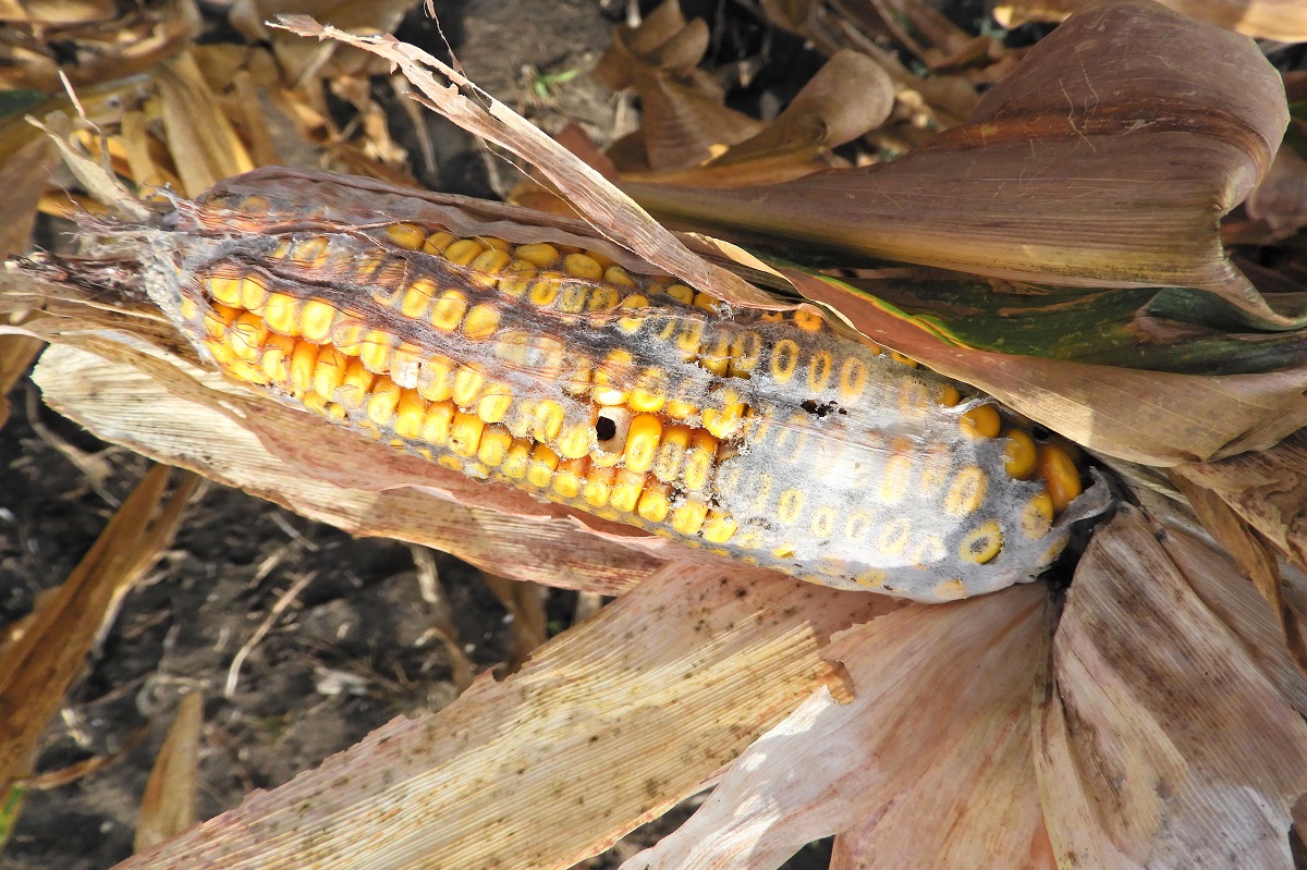 Gombafertőz&eacute;s &eacute;s toxinszennyez&eacute;s a kukoricacs&ouml;v&ouml;n