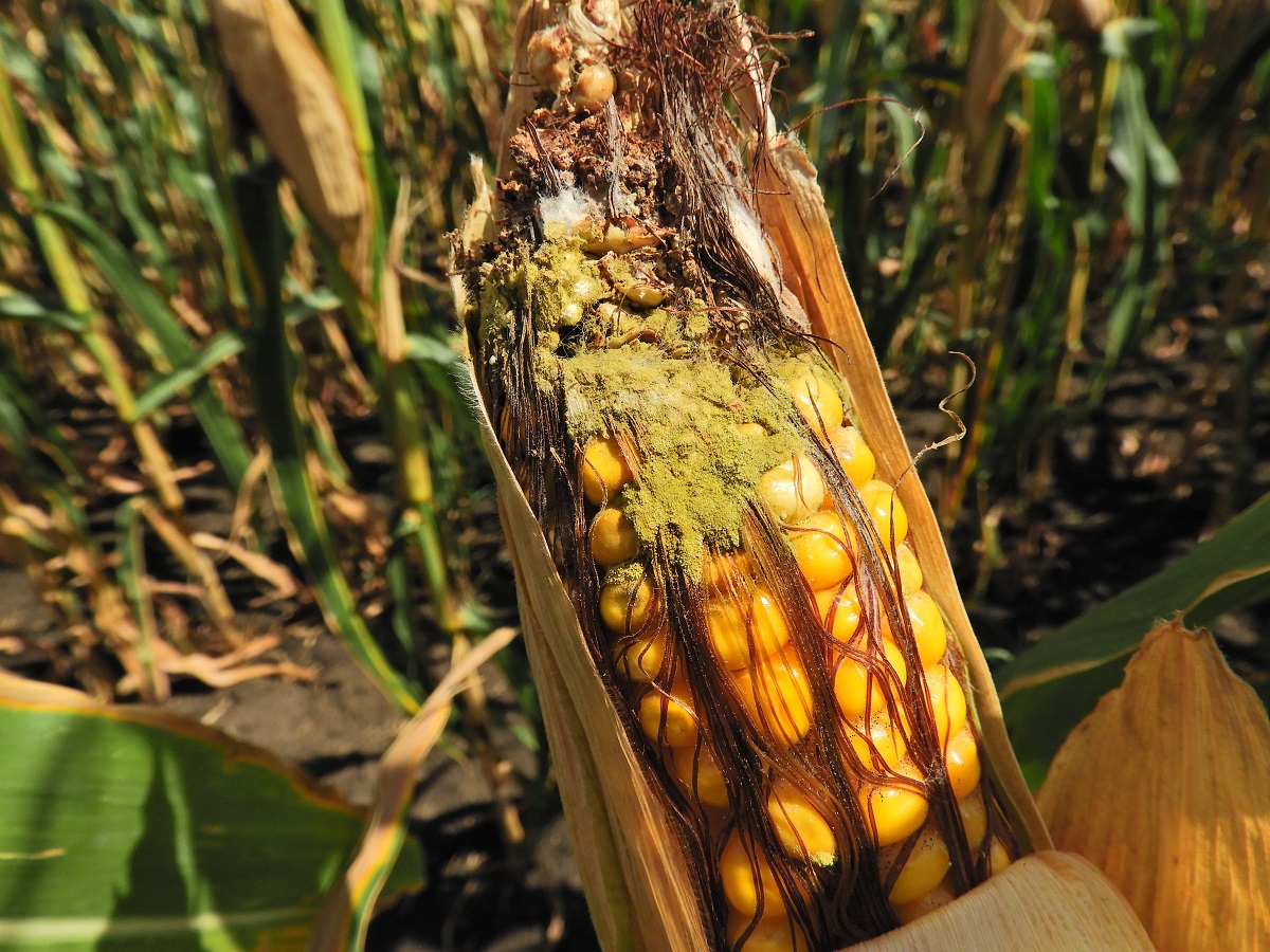 Gombafertőz&eacute;s &eacute;s toxinszennyez&eacute;s a kukoricacs&ouml;v&ouml;n
