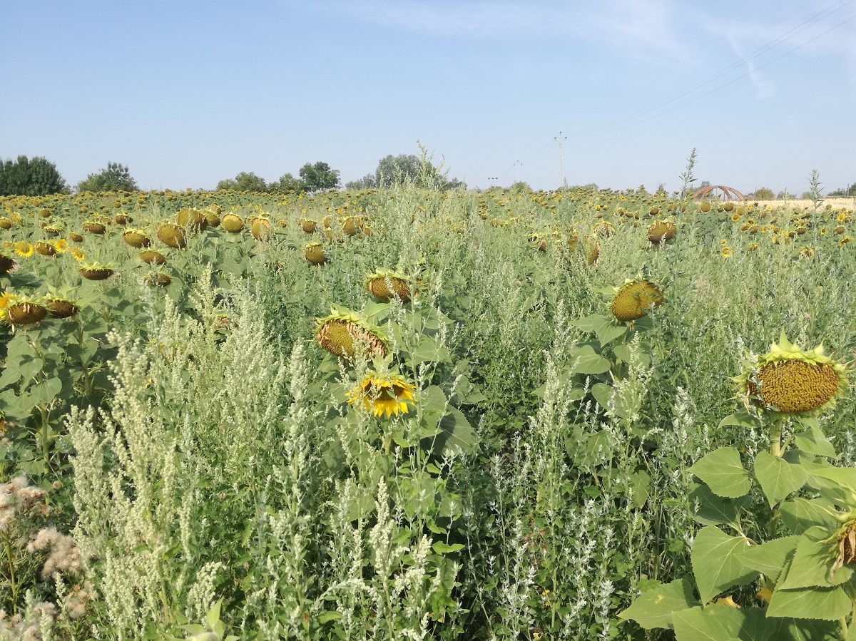 A napraforg&oacute; &aacute;llom&aacute;nysz&aacute;r&iacute;t&aacute;sa
