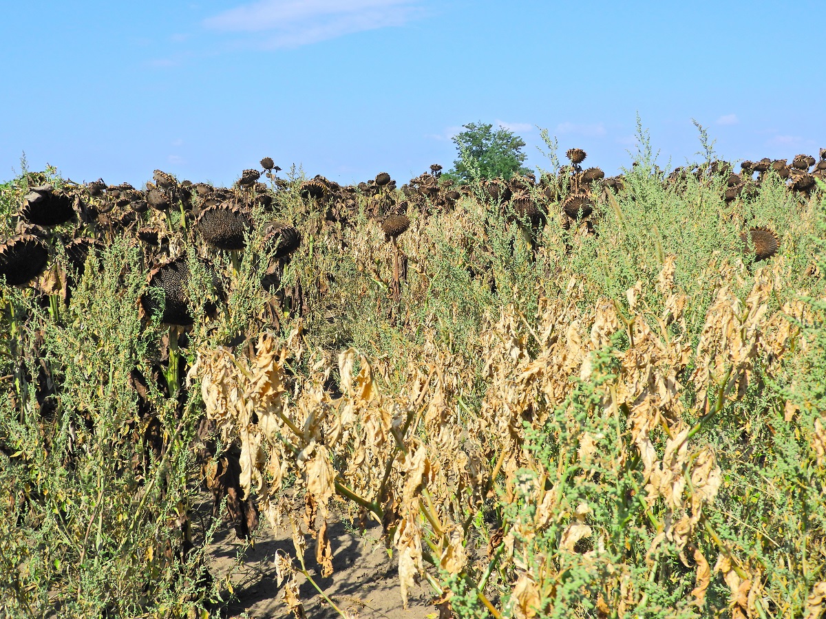 A napraforg&oacute; &aacute;llom&aacute;nysz&aacute;r&iacute;t&aacute;sa