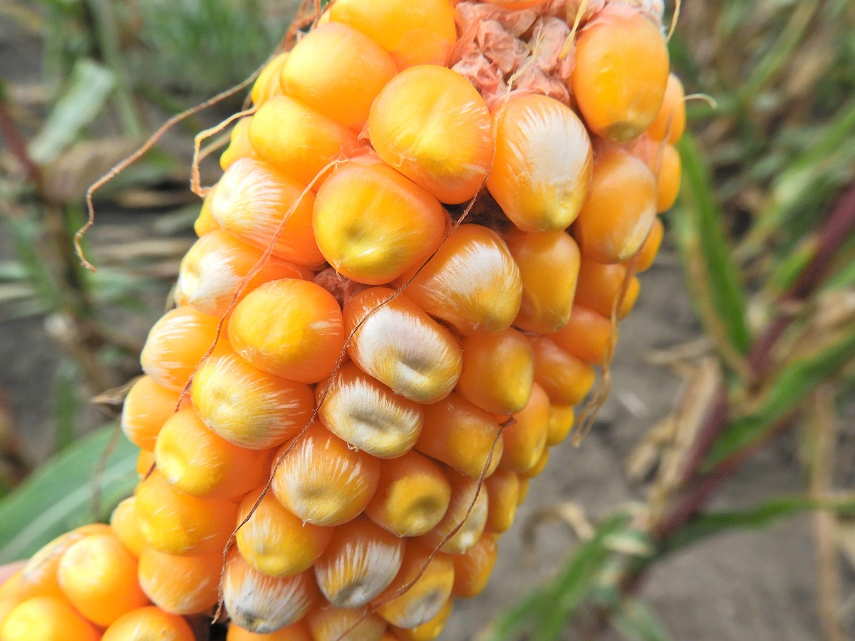 Gombafertőz&eacute;s &eacute;s toxinszennyez&eacute;s a kukoricacs&ouml;v&ouml;n