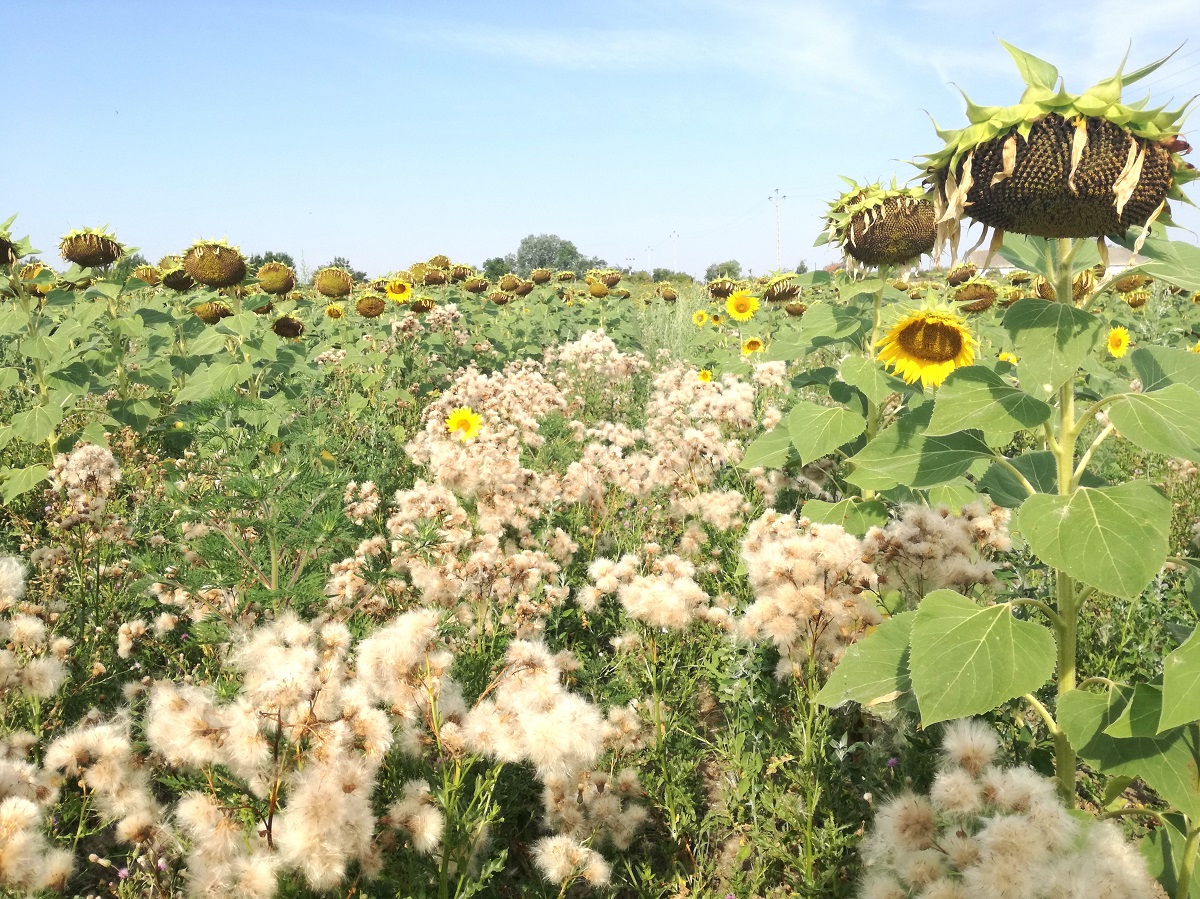 A napraforg&oacute; &aacute;llom&aacute;nysz&aacute;r&iacute;t&aacute;sa