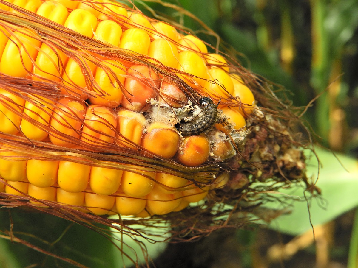Gombafertőz&eacute;s &eacute;s toxinszennyez&eacute;s a kukoricacs&ouml;v&ouml;n