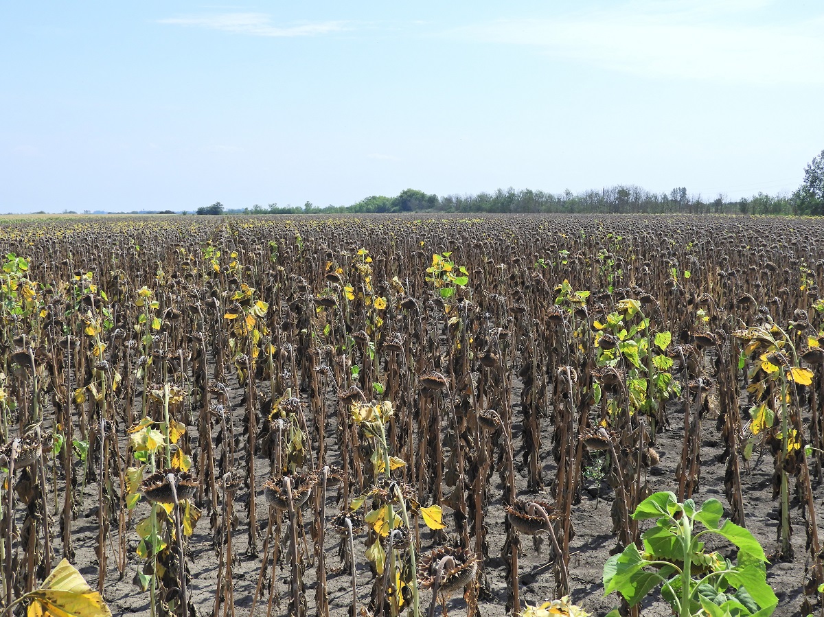 A napraforg&oacute; &aacute;llom&aacute;nysz&aacute;r&iacute;t&aacute;sa