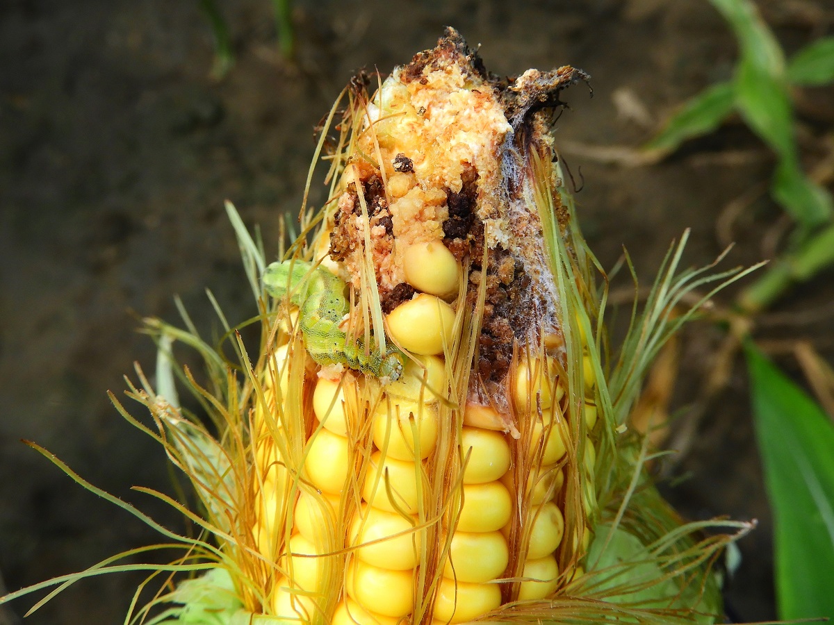 Gombafertőz&eacute;s &eacute;s toxinszennyez&eacute;s a kukoricacs&ouml;v&ouml;n