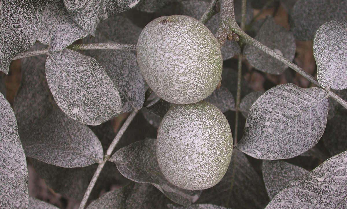 Hogyan lesz idén diónk