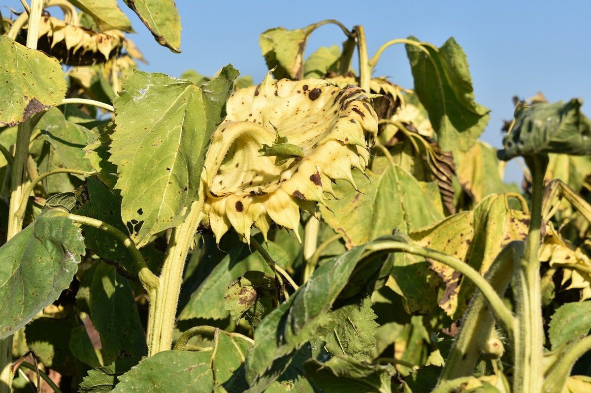 Deszikk&aacute;l&aacute;s hat&eacute;konyan &ndash;  HIKARI a Sumi Agro aj&aacute;nl&aacute;s&aacute;val